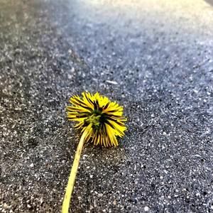 Meet your Posher, Joy